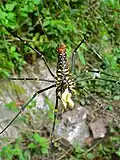 Nephila pilipes