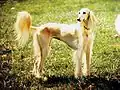 (en) Golden saluki.