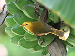 Un petit oiseau jaune se cramponne sur le côté d'un régime de bananes vertes dans un arbre.