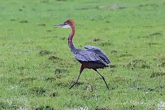 En pleine course au parc national de Chobe