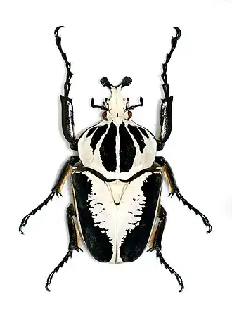 Goliathus regius (mâle)(Musée d'histoire naturelle de Lille)