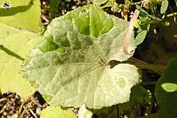 Description de l'image Golovinomyces.cichoracearum.-.lindsey.jpg.