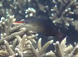 Un labre-oiseau (Gomphosus caeruleus) en phase initiale