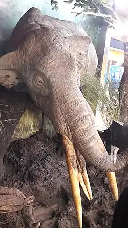 le gomphothérium est de face, il a 4 défenses, deux grandes sur le crâne et deux petites sur la mandibule.