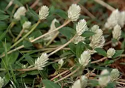 Gomphrena serrata in Hyderabad, India.
