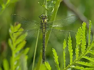 Un gomphus pulchellus. Juin 2020.