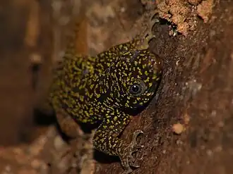 Description de l'image Gonatodes_annularis.jpg.