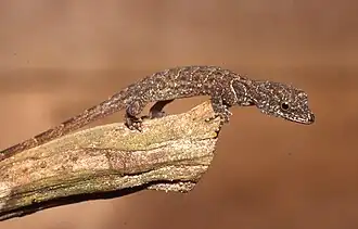 Description de l'image Gonatodes humeralis03.jpg.