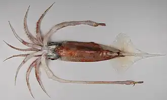 Gonatus antarcticus (Gonatidae)