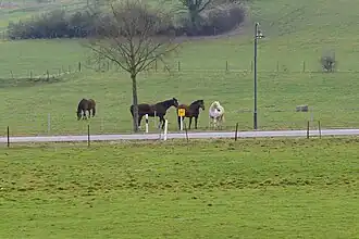 Possibles Selle luxembourgeois dans une pâture