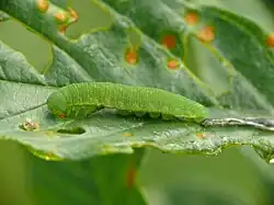 La chenille broute une feuille en creusant un trou, pour, plus tard, l'attaquer par les bords.
