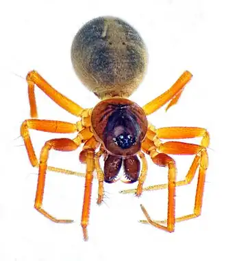 Description de l'image Gongylidium rufipes (49905377936).jpg.