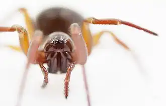 Description de l'image Gongylidium rufipes F2 2018d.jpg.