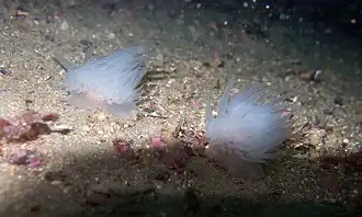 Description de l'image Goniaeolis typica Sars M 1861 01.jpg.