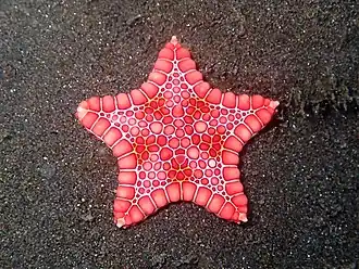 Goniaster tessellatus