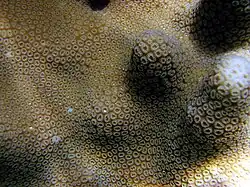 Goniastrea stelligera