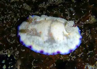 Goniobranchus alius