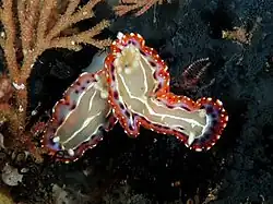 Goniobranchus decorus