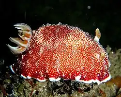Goniobranchus reticulatus