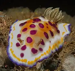 Goniobranchus tumuliferus