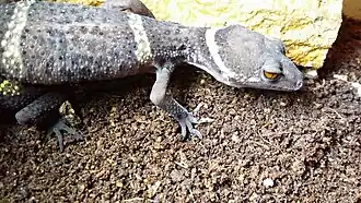 Description de l'image Goniurosaurus lichtenfelderi Mocquard, 1897.jpg.