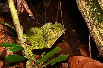 Description de l'image Gonocephalus doriae GT.jpg.