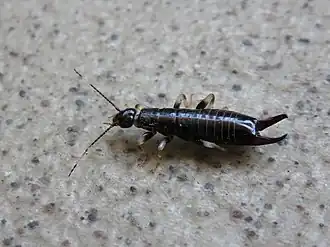 Description de l'image Gonolabis marginalis.jpg.