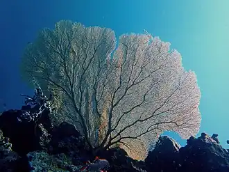 Annella mollis, un Subergorgiidae