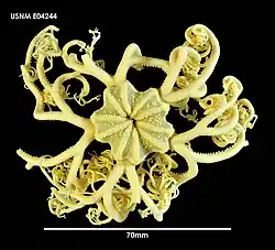 Gorgonocephalus chilensis