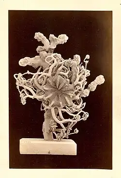 Gorgonocephalus lamarckii