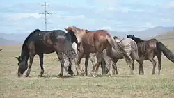 Un troupeau de chevaux, dont un, roux et blond, n'est pas tondu de la crinière.