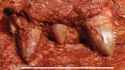 Postcanines de Gorynychus masyutinae. Postcanines 1 à 3 gauches en vue latérale. La postcanine 2 est en cours d’éruption. La barre d'échelle est égale à 1&nbsp;cm.