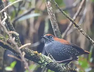 Description de cette image, également commentée ci-après