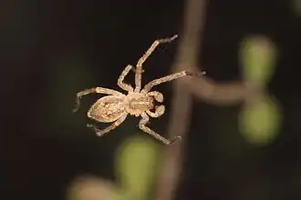 Description de l'image Goyenia spp.jpg.