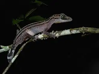 Description de l'image Graceful Madagascar Ground Gecko (Paroedura gracilis), Andasibe, Madagascar.jpg.