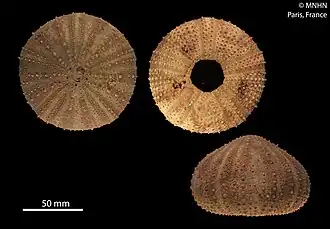 Test de Gracilechinus acutus (MNHN).