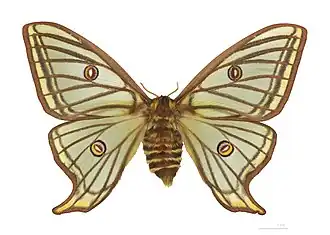 Femelle - face dorsale.