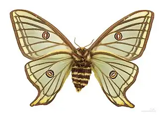 Femelle - face ventrale △.