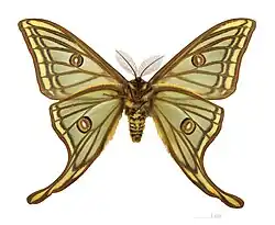 Mâle - face ventrale △.