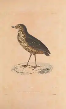 Description de l'image Grallaria squamigera voyageautourdum00dupe 0045.jpg.