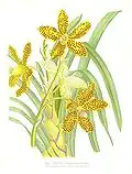 Grammatophyllum speciosum