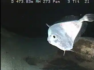 Grammicolepis brachiusculus (Grammicolepididae)