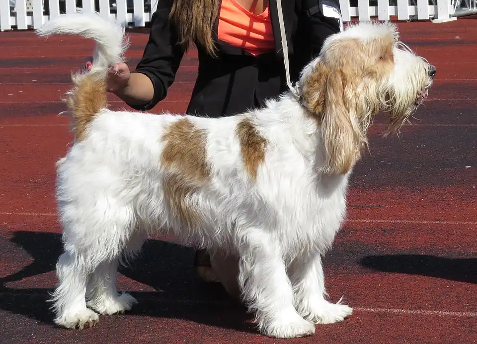 Grand basset griffon vendéen