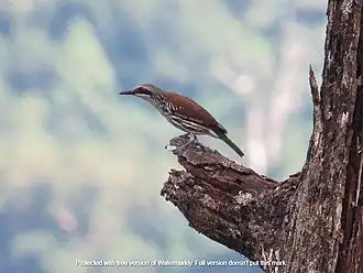 Description de l'image Grand Rhabdornis.jpg.