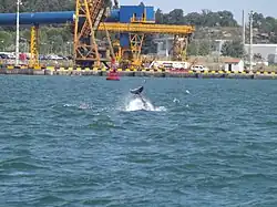 Un grand dauphin dans le port.