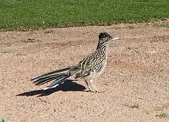Geococcyx californianus