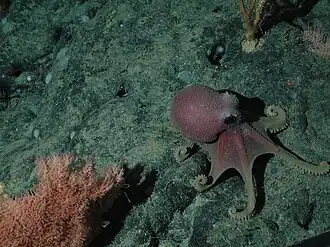 Un poulpe (Graneledone boreopacifica) et un type de corail noir (Trissopathes sp.) au mont sous-marin de Davidson (-1973 m)