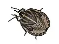 Nymphe d'un Graphosoma italicum