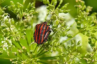 Description de l'image Graphosoma rubrolineatum 070708a.JPG.
