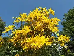 Bouquet de Silphium perfoliatum